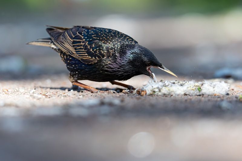 скворец, птицы Тополиный пух так аппетитно выглядит!photo preview