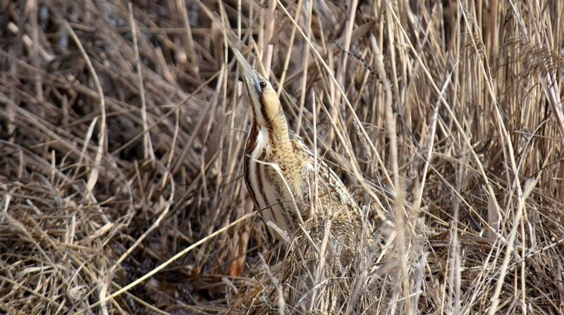 Большая выпьphoto preview