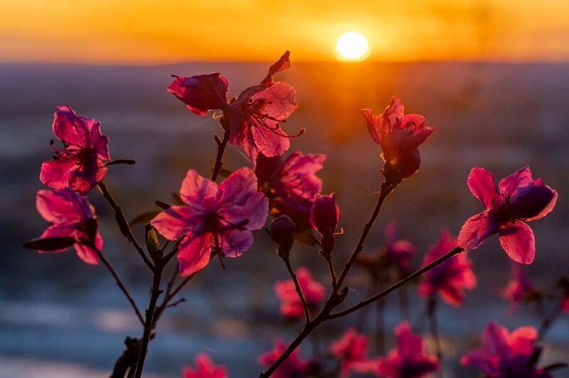 багульник, весна Цветущий багульникphoto preview