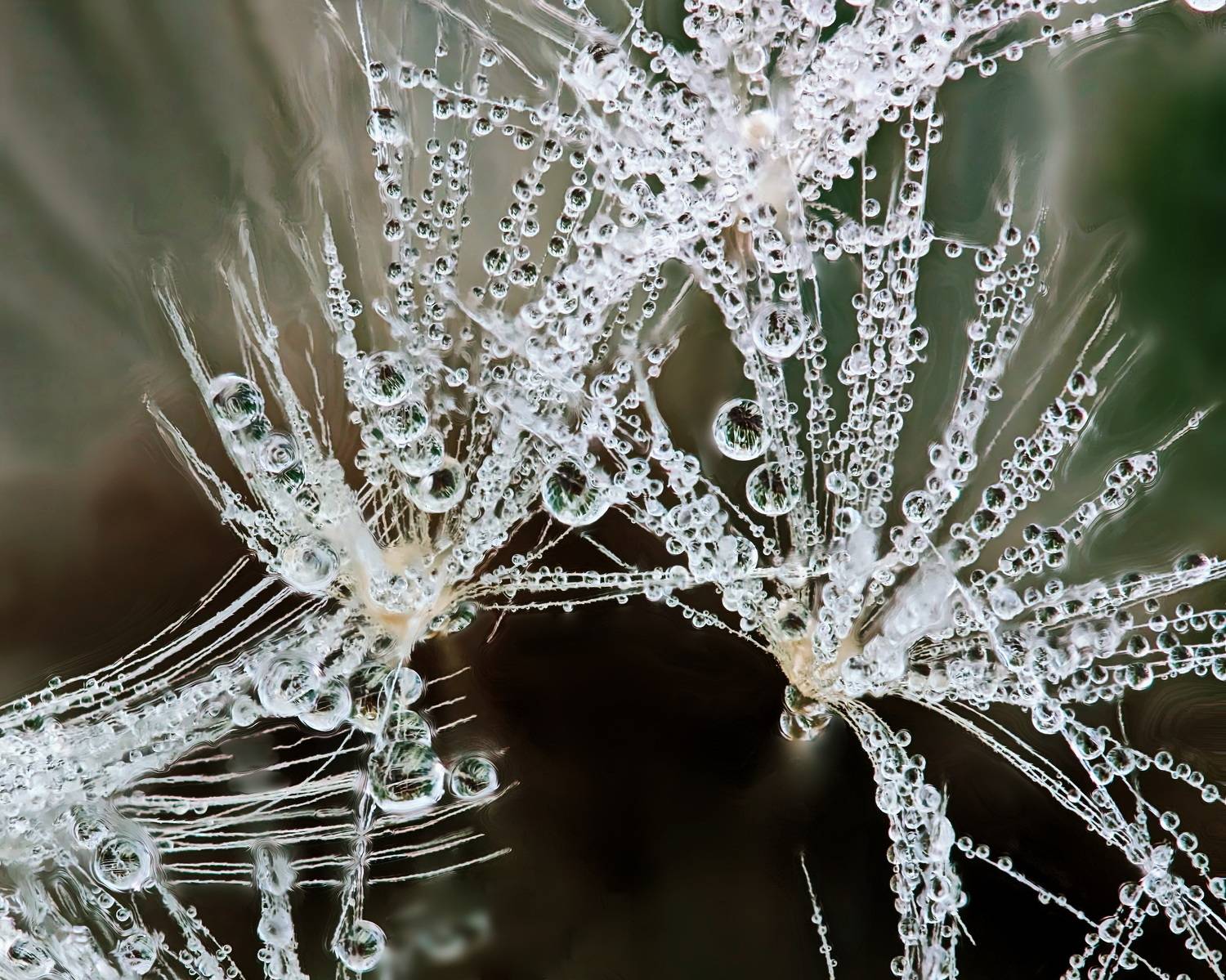 , Кузнецов Дмитрий