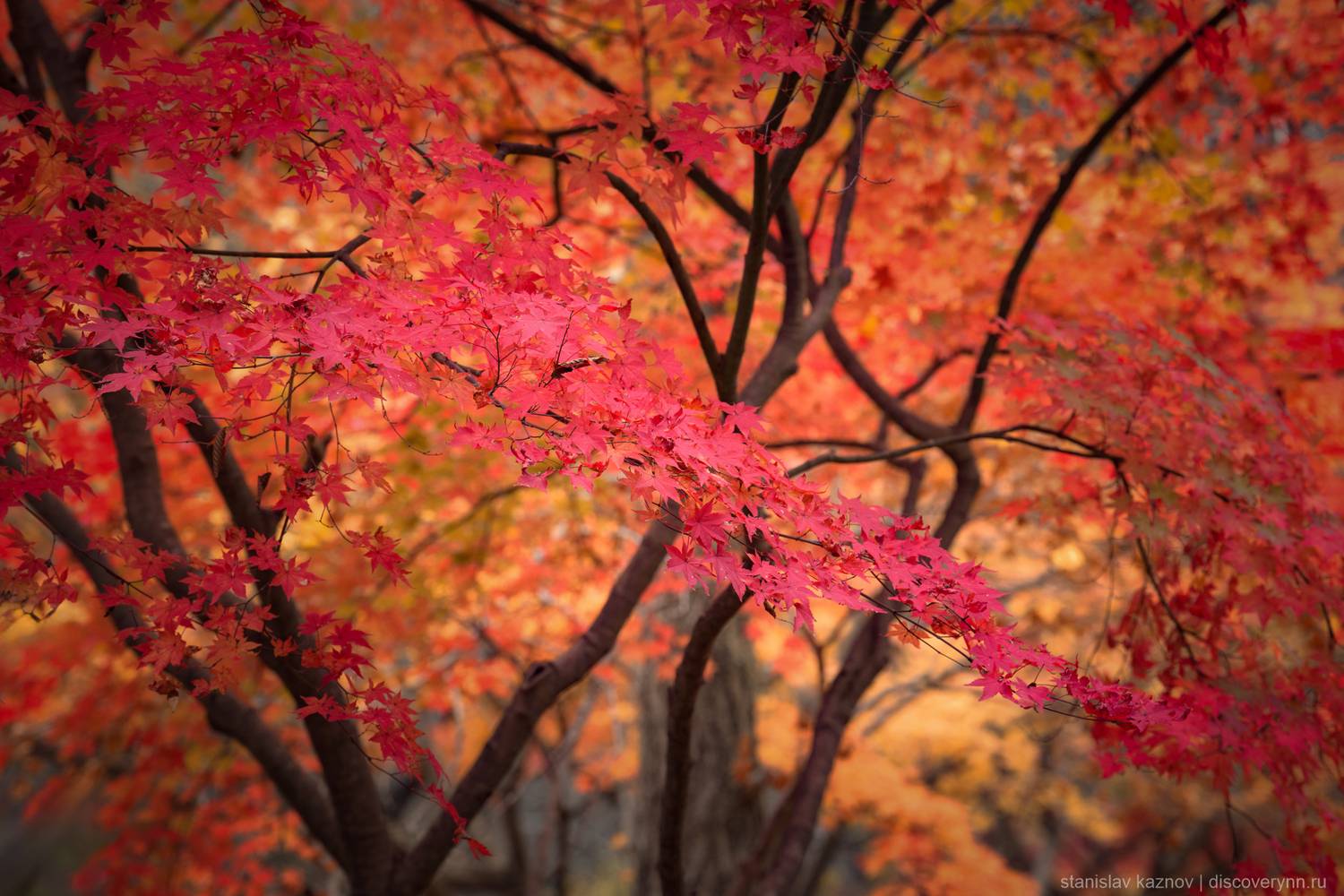 Осень в Южной Корее. Автор: Kaznov Stanislav южная корея, south korea, красные клены, осень, листья, Kaznov Stanislav