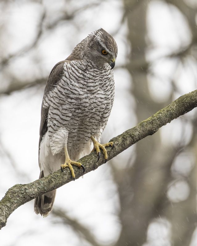 ястреб, тетеревятник, птицы Тетеревятникphoto preview