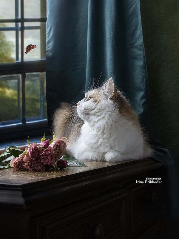 кошки, домашние животные, интерьер, роза Здравствуй, лето!photo preview