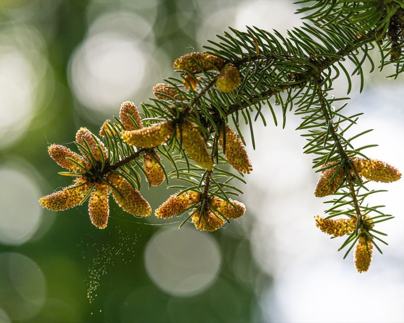 Время еловой пыльцыphoto preview