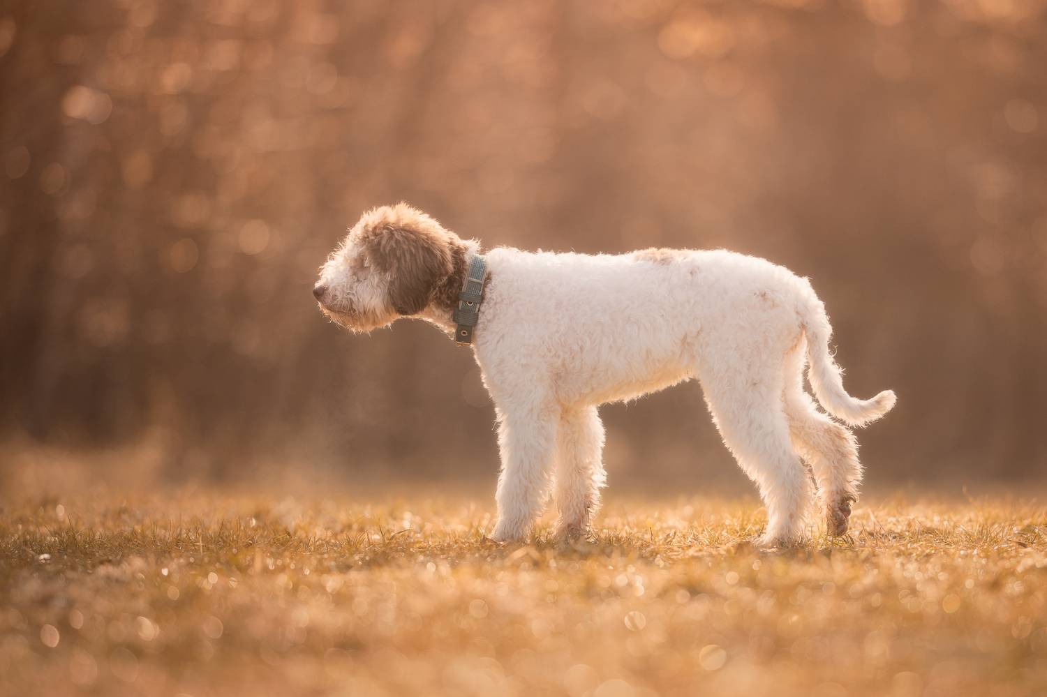 Zuzu. Автор: Dmitry Ishniyazov , Dmitry Ishniyazov