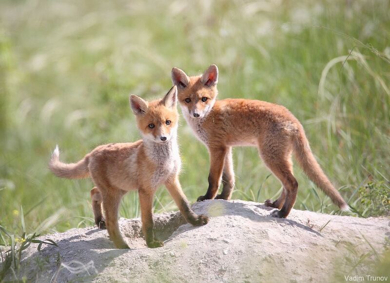 лисята, fox Лисята фото превью