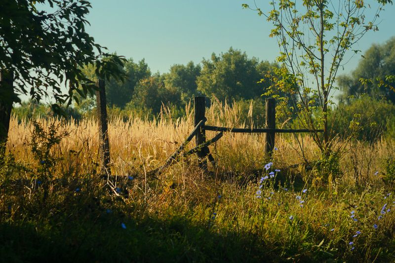 За оградой - осень.photo preview