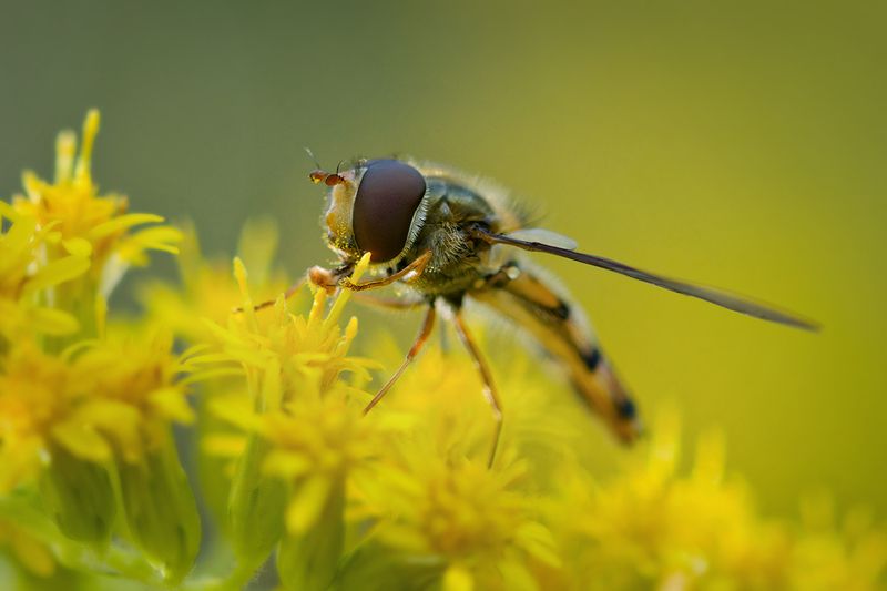 макро, журчалка, муха, макрофотография, macro, fly Цветочный гость фото превью