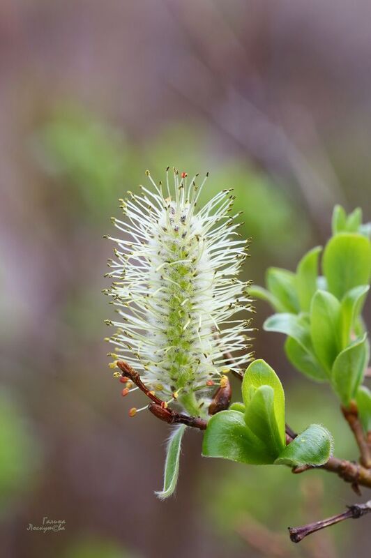почка, ветка, весна, тычинки Пушистикphoto preview