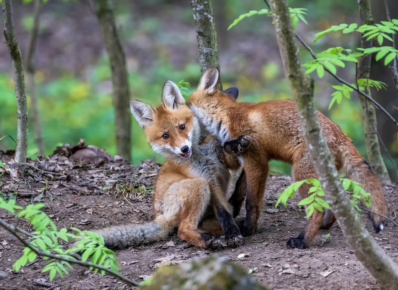Лисята фото превью