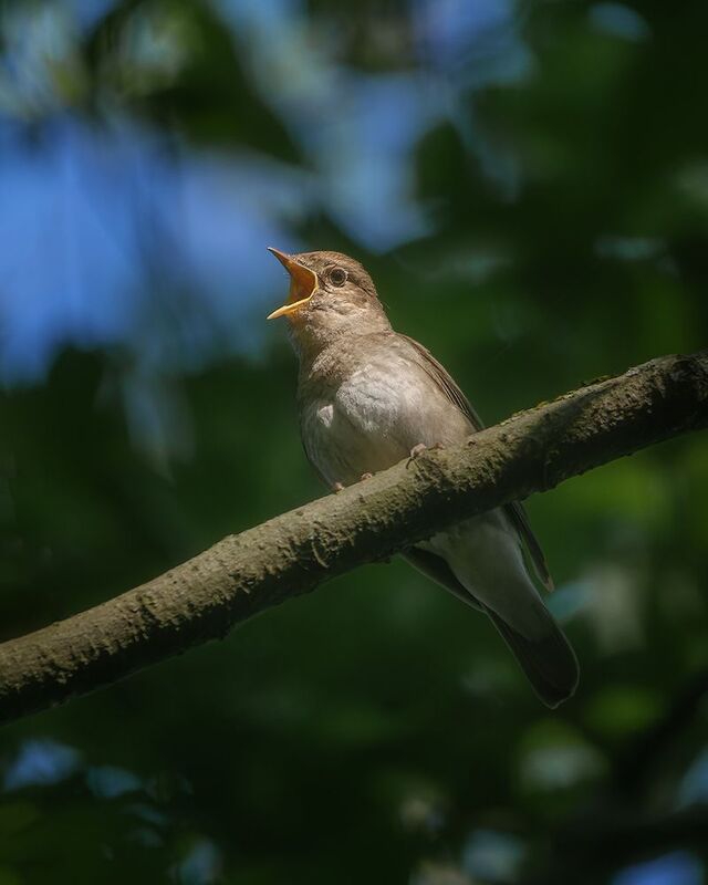 соловей, птички, фотоохота Маэстроphoto preview