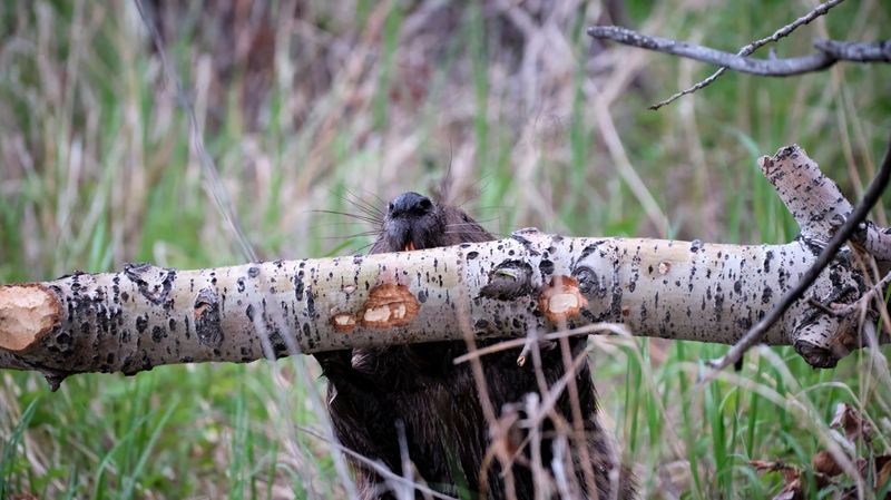 бобры, бобёр Сидим с бобромphoto preview