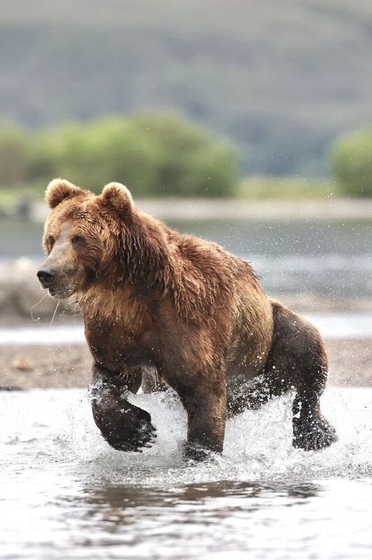 бурый медведь, камчатка Удачный рыболов.photo preview