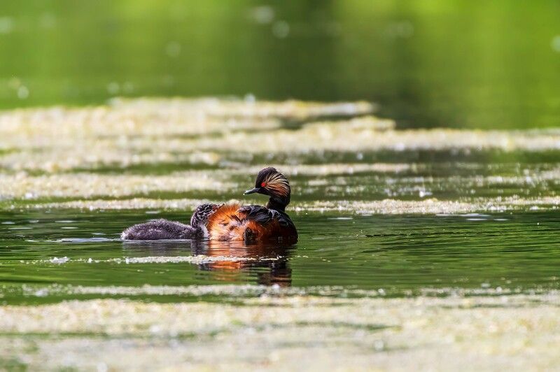 *** фото превью