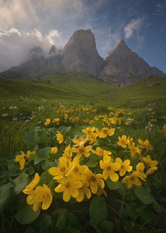 ингушетия, эрзи, цей лоам, май, горы, цветы, фототуры 2025 Почти летоphoto preview