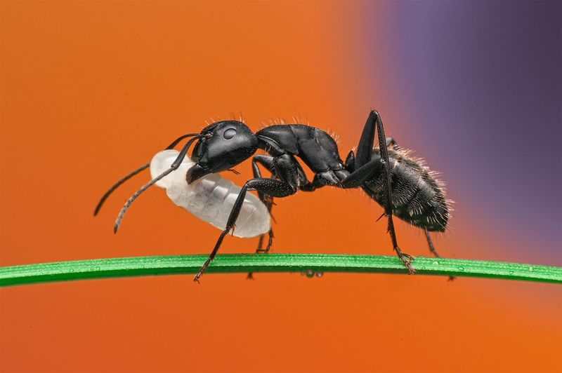 ceclii, macro Ant фото превью