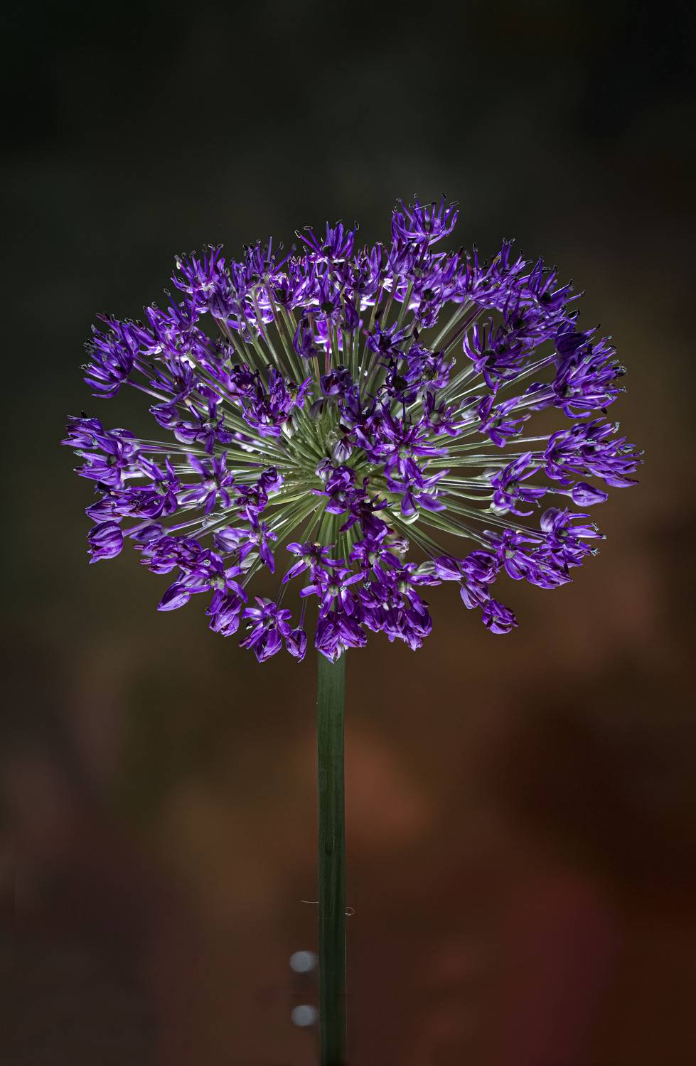 Автор: Черновол Валентин , Черновол Валентин