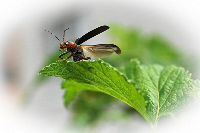 На взлетеphoto preview