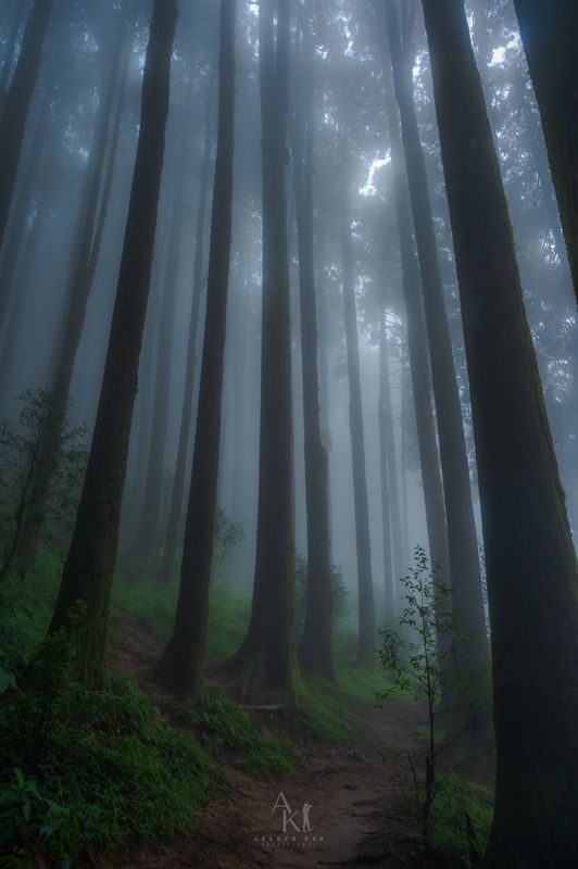 Fog, green, landscape, forest The enchanted forest photo preview
