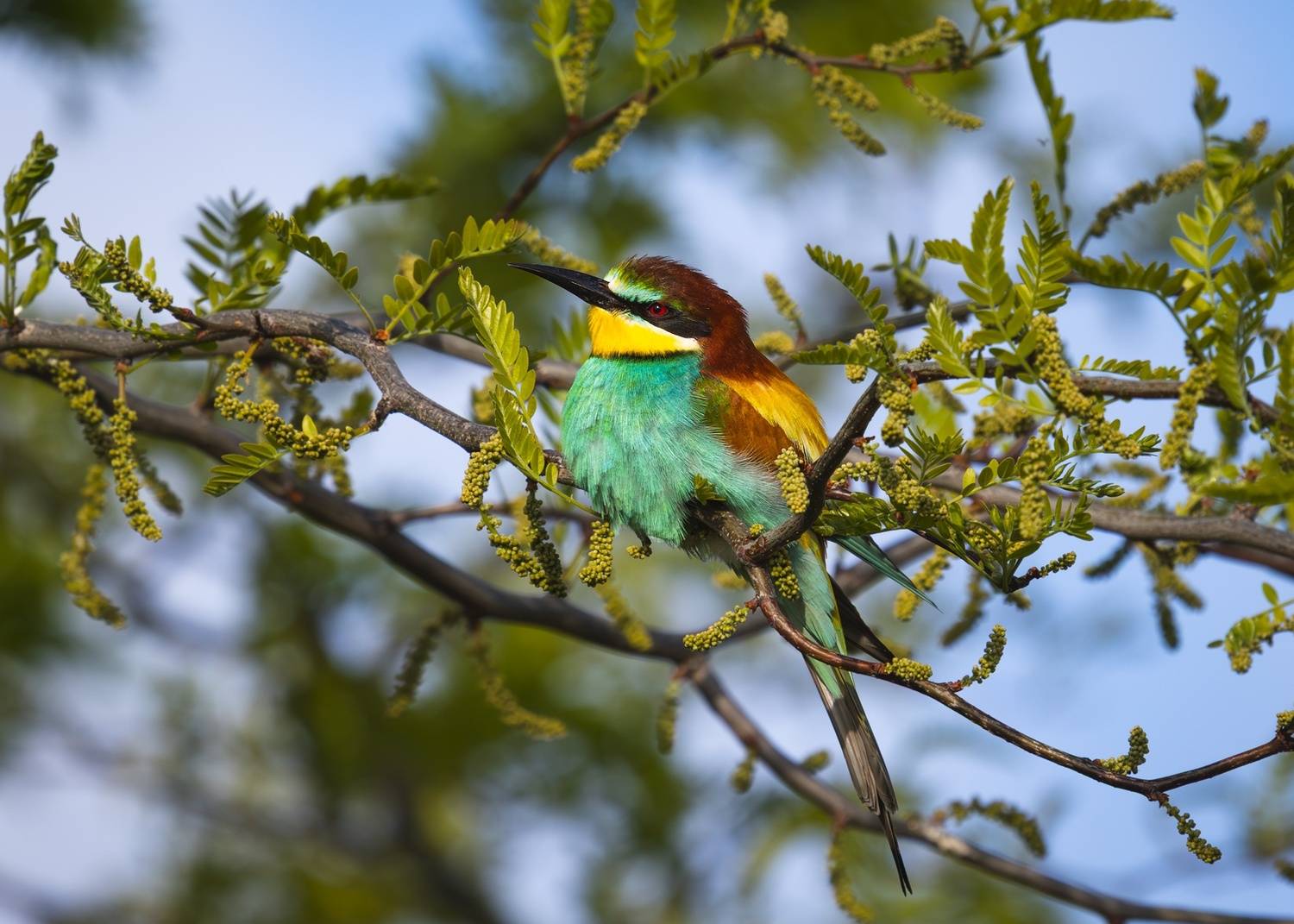 Золотистая щурка. Автор: Римма Герасименко щурка, щурка золотистая, merops, merops apiaster, птицы, Римма Герасименко
