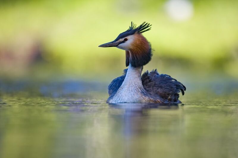 чомга, поганка, большая поганка, птицы Чомга фото превью