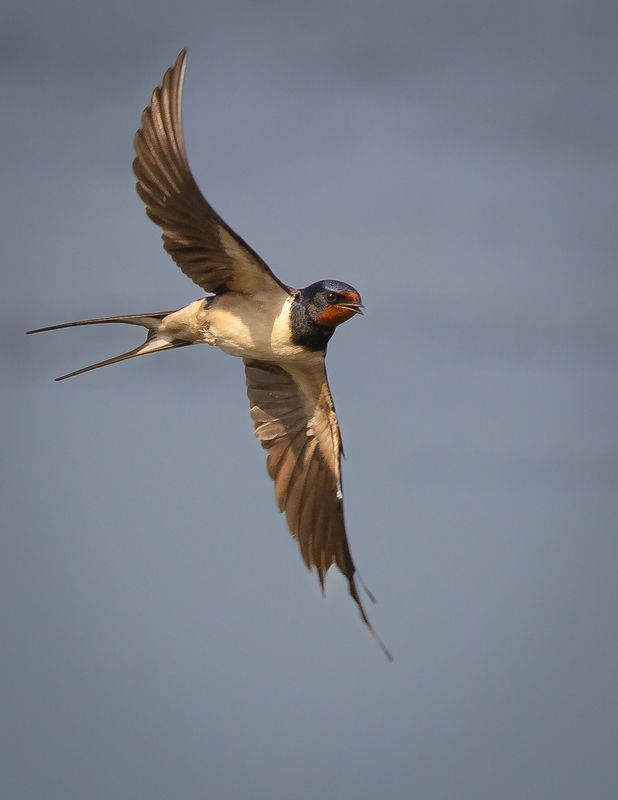 Swallowphoto preview