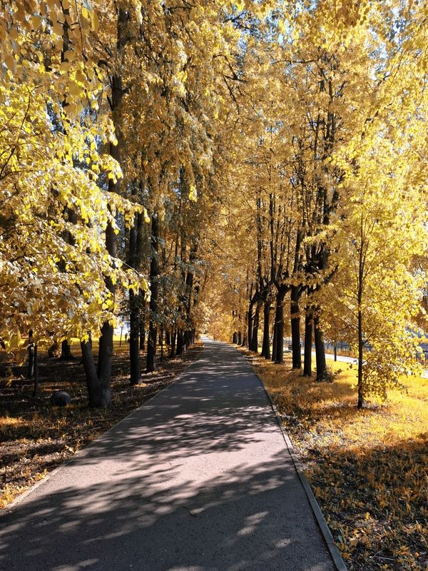 Солнечная аллея....photo preview