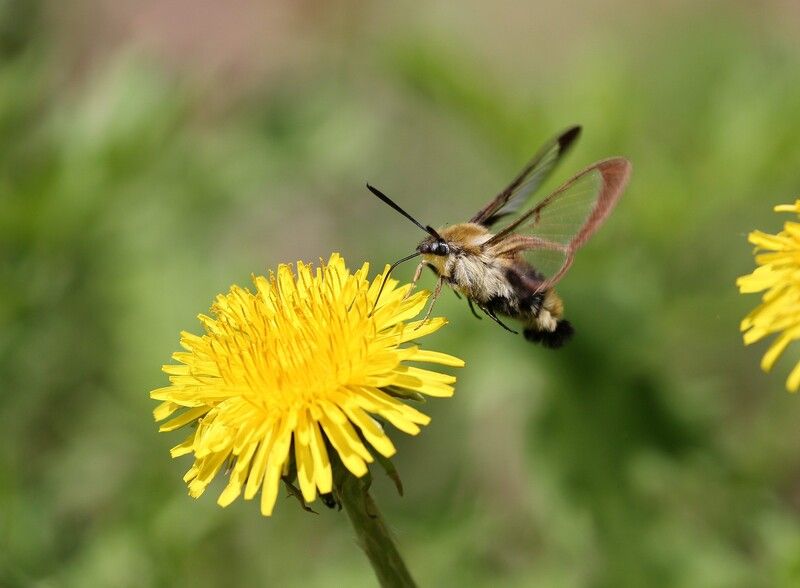 бабочка шмелевидка владидивосток остров русский  май Шмелевидка фото превью