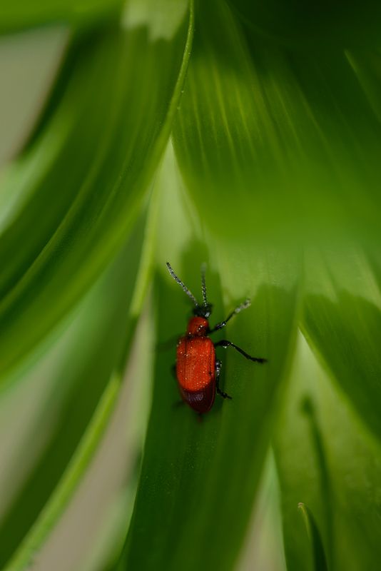 Красный ⊱Жук⊰photo preview