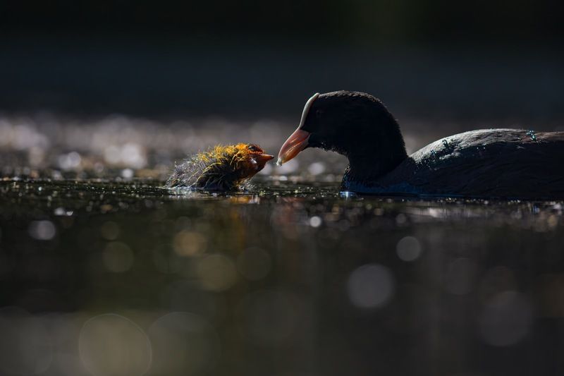 лысуха, птицы, птенец Вечернее кормлениеphoto preview