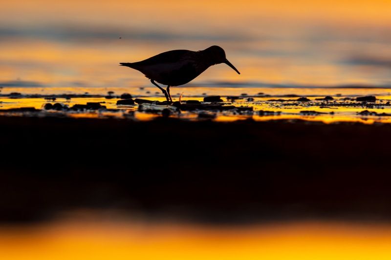 чернозобик, кулик, птицы, финский залив, закат Закатный чернозобикphoto preview