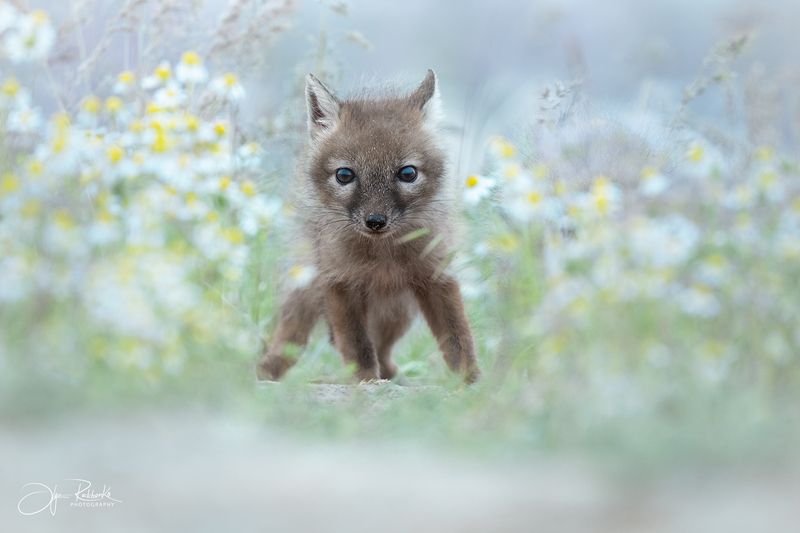 корсак, калмыкия, степная лиса, корсачонок, дикая природа, wildanimals, корсачата, vilpus corsac, corsac Здравствуй, Мир! фото превью