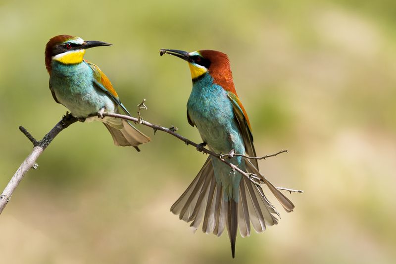 природа ***photo preview