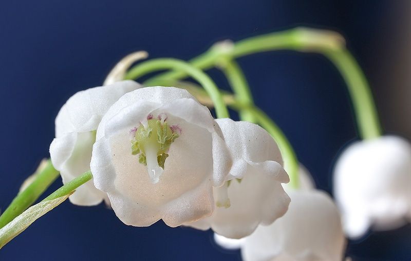 цветок, ландыш, макро Цветок ландыша фото превью