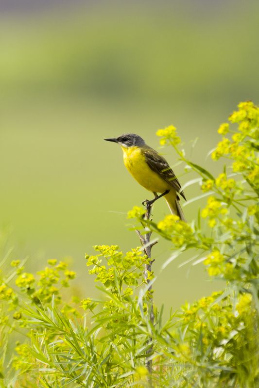 природа Жёлтая трясогузкаphoto preview