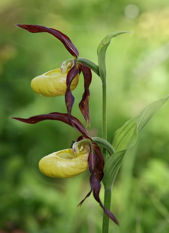орхидея, венерин, башмачок Башмачки фото превью