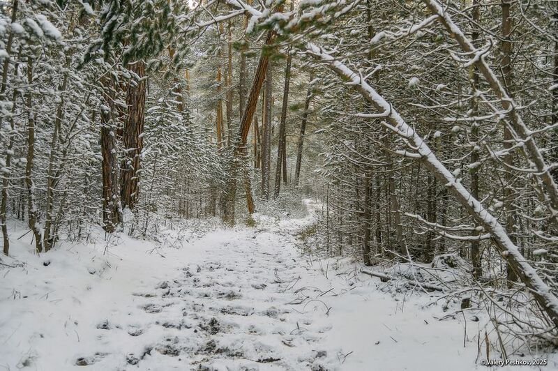 приэльбрусье, баксан, сосны, экотропа, склоны, снег, иней, апрель, кабардино-балкария Про сосны Баксанаphoto preview