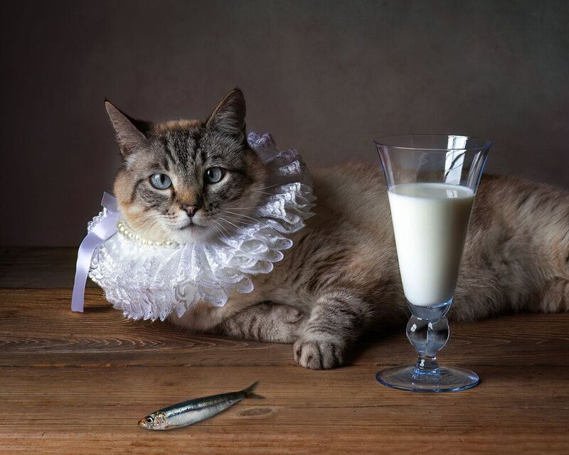 A Day from Barsik Life!photo preview