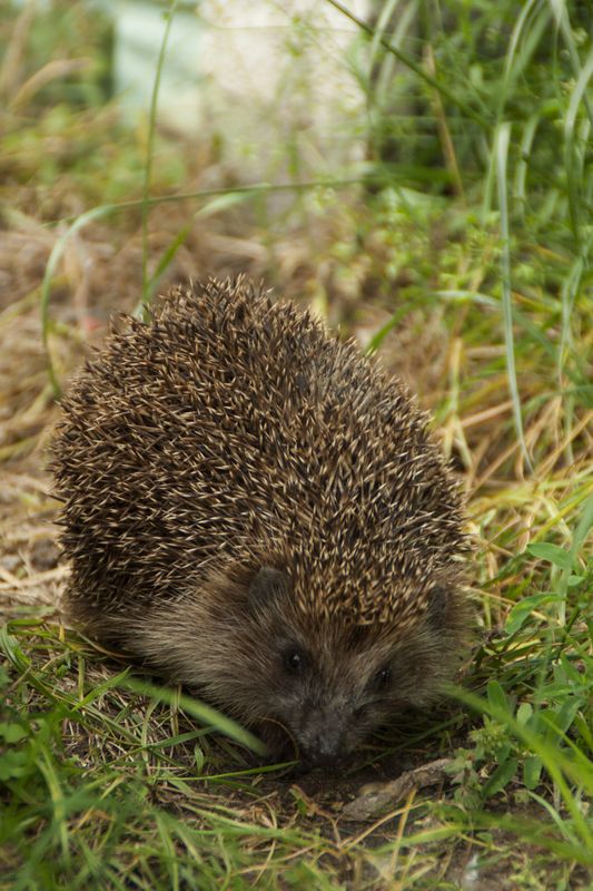 ёж, ёжик, животные встреча фото превью