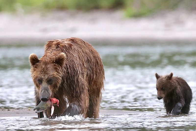 Бурый медведь, Камчатка Мама поймала рыбуphoto preview