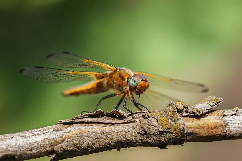 Стрекозаphoto preview