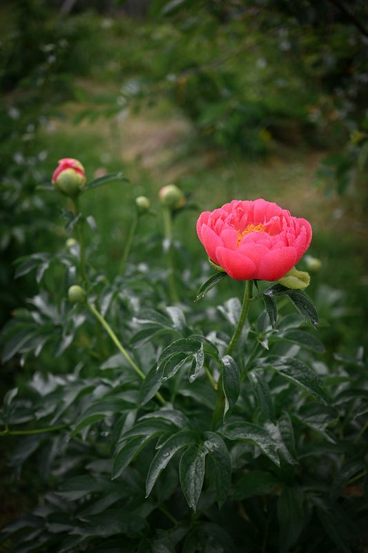 Пионыphoto preview