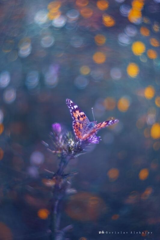 nature,light,bokeh,butterfly,blue,yellow,exterior,flower, Yellowphoto preview