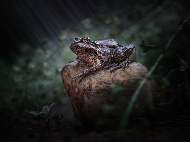 Повелительница луж! фото превью