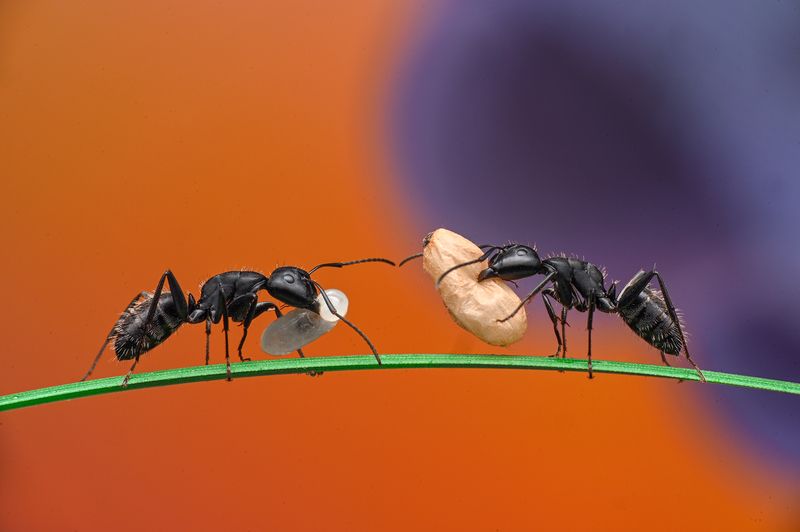 ceclii, macro  фото превью