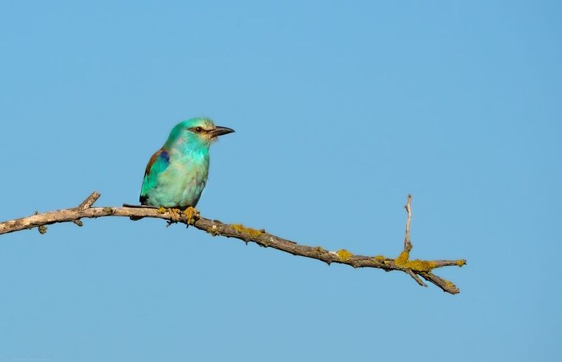 Сизоворонка, птицы, дикая природа, фотоохота Сизоворонка перед охотойphoto preview