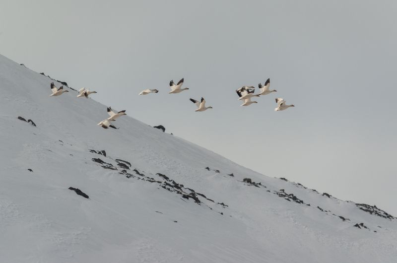 чукотка, арктика, север, перелет, птицы, гуси, гуси белые, суслик длиннохвостый, евражка, лиса, песец, весна Веснаphoto preview
