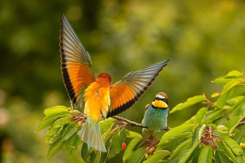 Bee-eater фото превью