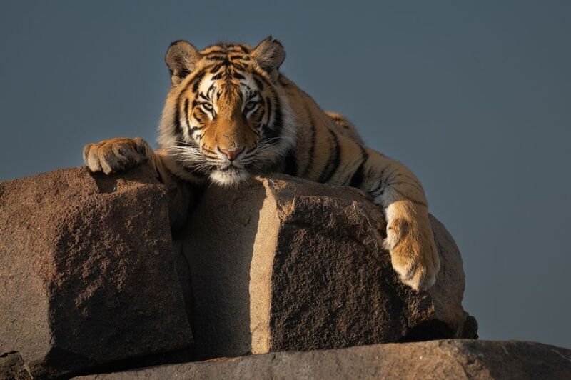 бенгальский тигр, Африка, ЮАР photo preview