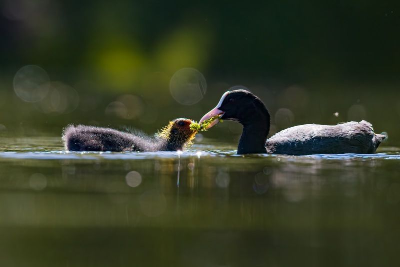 птицы, лысуха, птенец, лысенок photo preview